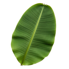 Fresh whole banana leaf isolated on white background which is mostly used in south india for feast as plates and making snacks items ,isolated mainly for vishu and onam sadhya