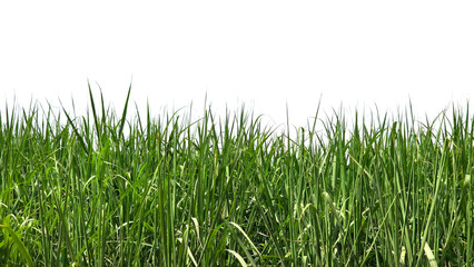 Sugarcane Green Field Isolated on a White Background with Copy Text Space. Agricultural Element for Nature, Farming, and Harvest-Themed Designs. PNG File