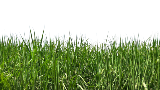 Sugarcane Green Field Isolated on a White Background with Copy Text Space. Agricultural Element for Nature, Farming, and Harvest-Themed Designs. PNG File
