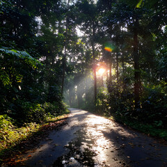 Obraz premium Sunlit Forest Road with Tall Trees and Bright Sunlight