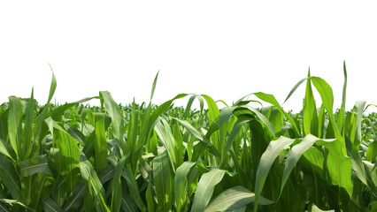 Corn Green Field Isolated on a White Background with Copy Text Space. Agricultural Element for Nature, Farming, and Harvest-Themed Designs. PNG File