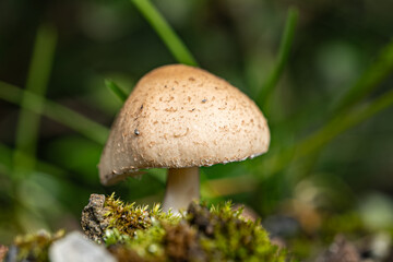 Pilz Schirmlinge Lepiota auf einem Moosbett, Mushroom Parasols Lepiota on a moss bed