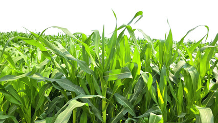 Corn Green Field Isolated on a White Background with Copy Text Space. Agricultural Element for Nature, Farming, and Harvest-Themed Designs. PNG File