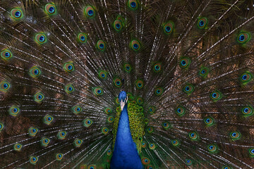 Close up peacock spreading tail feathers
