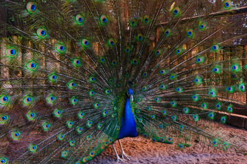 Close up peacock spreading tail feathers
