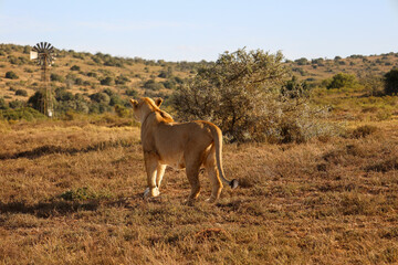 wild lioness back rest in alert in Schotia safaris private game reserve