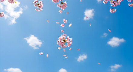 Bunga sakura yang indah berguguran lembut dari atas langit biru yang indah dengan awan yang lembut, menciptakan pemandangan musim semi yang indah, sempurna untuk menyampaikan ketenangan.