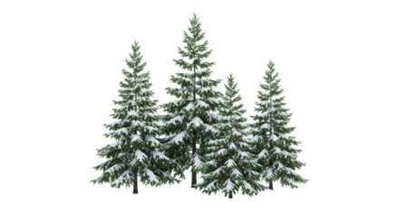 Several pristine snow-covered fir trees with vibrant green needles and delicate snowdrifts on a transparent studio background, captured with soft diffused lighting. Concept of sustainable growth and