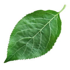 A vibrant green leaf with prominent veins, isolated on a transparent background