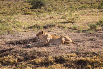 african lioness lying down on grass in Schotia safaris private game reserve