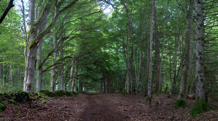 Fototapete bei efototapeten.de bestellen   