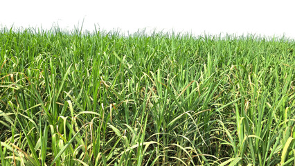 Sugarcane Green Field Isolated on a White Background with Copy Text Space. Agricultural Element for Nature, Farming, and Harvest-Themed Designs. PNG File