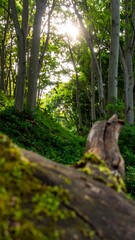 Sunlit Forest Path Through Trees