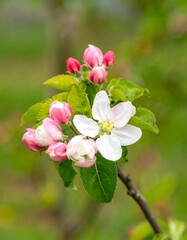 Obraz premium Blossoming apple tree branch