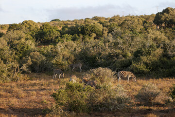 african zebras grazing in Schotia safaris private game reserve