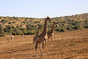 The south african giraffes (Giraffa camelopardalis) standing in the savanna
