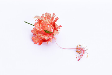 Red hibiscus flower on white background