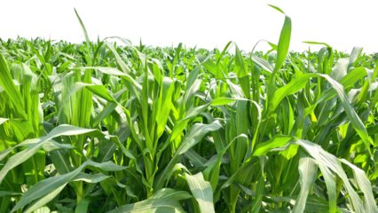 Corn Green Field Isolated on a White Background with Copy Text Space. Agricultural Element for Nature, Farming, and Harvest-Themed Designs. PNG File