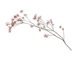 Obraz premium Delicate pink gypsophila flower branch isolated on transparent background
