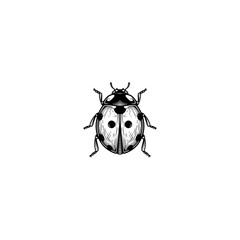 Ladybug black and white sketch icon logo flat vector design