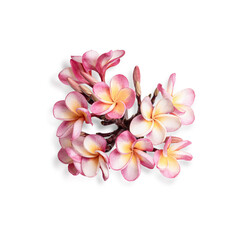 plumeria rubra flower isolated on transparent background. (.PNG)