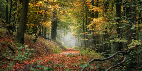 Hiking trail in a forest with beautiful autumn colors. A scenic Landscape with colorful deciduous trees and mist.
