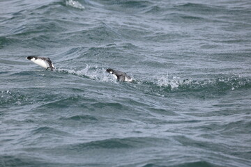 Fototapeta premium Ancient murrelet (Synthliboramphus antiquus) is a bird in the auk family. This photo was taken in Japan.