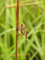 A robber fly is a predatory insect from the family Asilidae, known for its strong build, bristly body, and large compound eyes. It is an agile hunter that catches other insects in flight