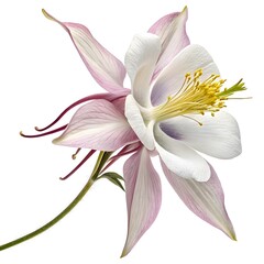Columbine Elegant Bloom with Distinctive Spurred Petals and Graceful Botanical Beauty Captured in Minimalist Still Life on Pure White Background for Artistic Floral Stock Photography
