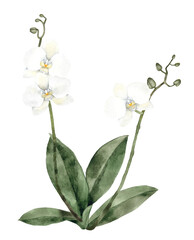 Watercolor hand painted illustration of White Orchid Flower. Isolated on a white background