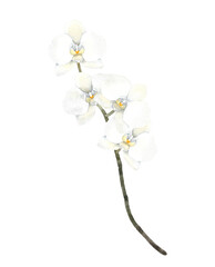Fototapeta premium Watercolor hand painted illustration of White Orchid Flower. Isolated on a white background