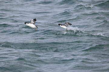 Ancient murrelet (Synthliboramphus antiquus) is a bird in the auk family.   This photo was taken in Japan.