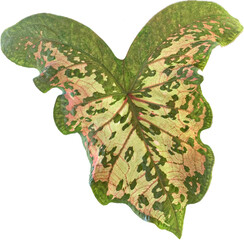 white pink and green Philodendron Pastazanum Silver leaf isolated, green heart shape leaves