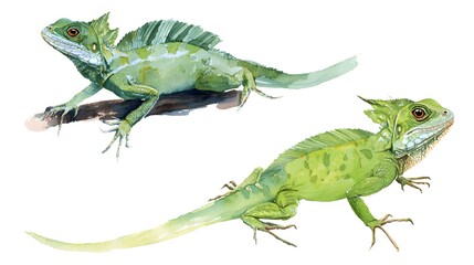 Fototapeta premium basilisk watercolor illustration. Hand-drawn woodland animal in yellow and black. Single forest predator isolated on white background