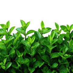 Lush green leaves nature plant isolated on transparent background, png
