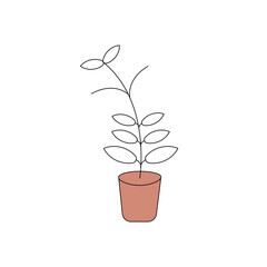 Minimalist plant in a terracotta pot