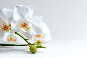 White orchids with delicate petals and yellow-orange centers rest on a light surface, showcasing elegance and natural beauty in a minimalistic setting