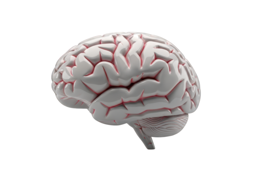 A Detailed Anatomical Model of a Human Brain, Showcasing its Complex Structure and Intricate Folds in a Realistic 3D Rendered Image on a Transparent Backdrop