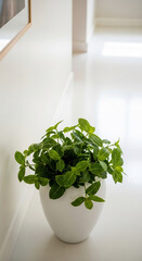Fototapeta premium Green plant in white pot, situated in minimalist interior setting, showcasing simple elegance and freshness, ideal for home decor or wellness concepts