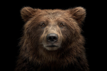 Close-up portrait of a brown bear with detailed fur and expressive eyes set against a black background