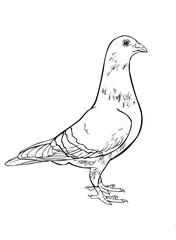 Line drawing of a pigeon standing with detailed feathers and feet on a white background in vector format