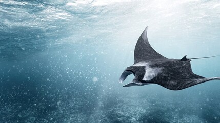 A giant manta ray drifting through the open sea, serene motion from above, sunlight dappling across water surface 