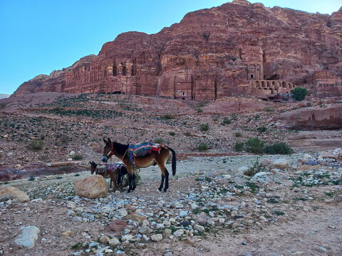Asini alla scoperta di Petra