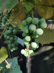 Wine grapes. Close up of wine grape on harvest