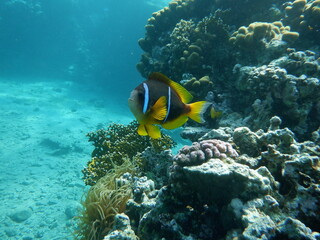 Pesce pagliaccio nel Mar Rosso
