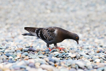 Dove with pink feet on sea pebbles. Shallow depth of field
