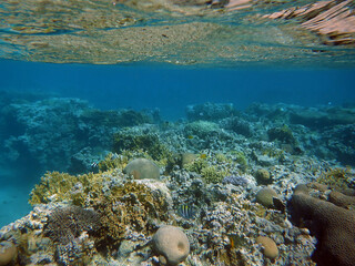 Snorkeling in Aqaba