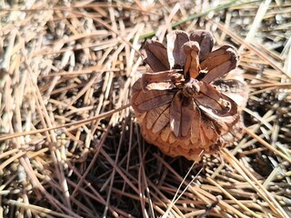one pine cone on dry pine needles