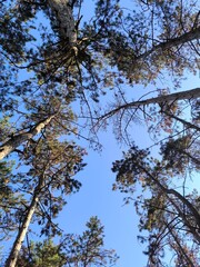tall pine trees against blue sky. view from below