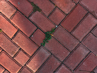 Abstract background of interlocking red brick pavers in a herringbone pattern with a single resilient weed growing in the joints, a testament to nature's tenacity